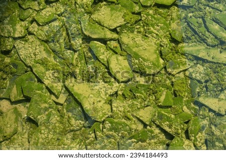 Lush green leaf texture background, nature's intricate details, perfect for eco-themed designs and vibrant concepts.Captivating green leaf texture background. 