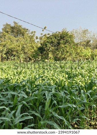 this is a corn plant in the rice fields planted by farmer, the pictures was taken during the day