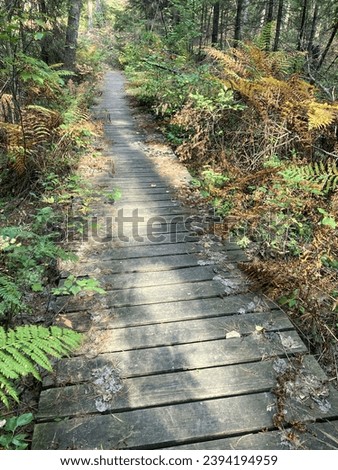 Walking on a wooden path in a forest. Early fall, first leaves with color, lots of sunlight and daylight. Taken mid-Michigan in late September on the Lost Twin Lakes trail. No people. Vertical. Royalty-Free Stock Photo #2394194959