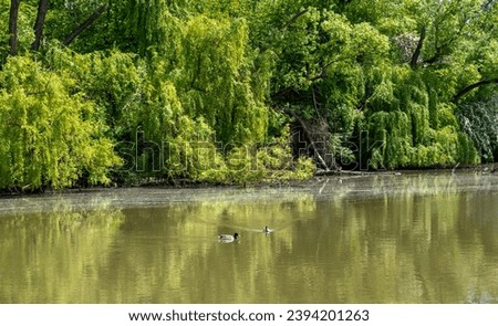 lake scenery, trees around the lake, reflection of trees in water