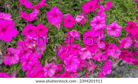 Bright red petunias with lush green leaves in a sunlit garden. Vibrant, full blooms captured in a high-quality stock photo.