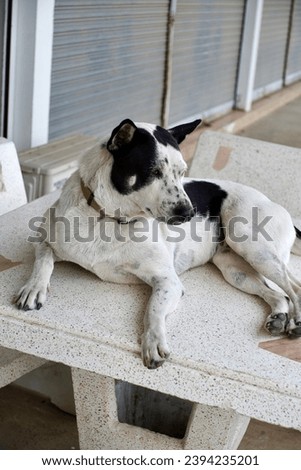 Portrait Dog Thai Ridgeback body White and black hair color animal puppy pet.