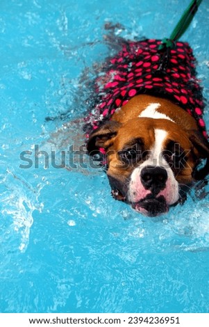 Dogs are swimming in a pool