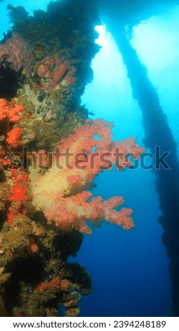 Atmosphere underwater images of corals, sponges and anemones growing on the concrete pillars of a jetty or quay, with topical reef fish and unusual critters          Royalty-Free Stock Photo #2394248189