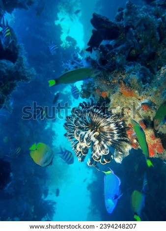 Atmosphere underwater images of corals, sponges and anemones growing on the concrete pillars of a jetty or quay, with topical reef fish and unusual critters          Royalty-Free Stock Photo #2394248207