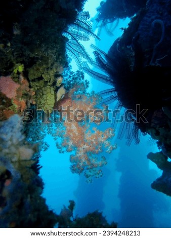 Atmosphere underwater images of corals, sponges and anemones growing on the concrete pillars of a jetty or quay, with topical reef fish and unusual critters          Royalty-Free Stock Photo #2394248213