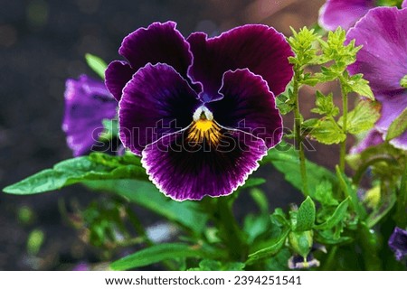dark purple pansy flower (viola tricolor) in the garden