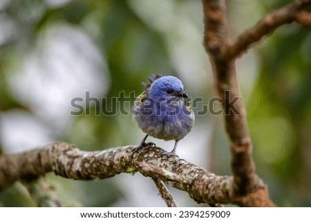 Close-up of a Golden-chevroned tanager perched on a bare tree branch with defocused background, Serra da Mantiqueira, Atlantic Forest, Itatiaia,  Brazil