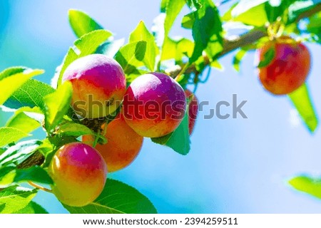 Prunus cerasifera is a species of plum known by the common names cherry plum and world balance plum. It is native to southeastern Europe and western Asia, and is naturalized in the British Isles