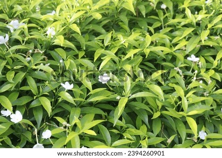 Arabian jasmine on farm it can antiseptic, anti-inflammatory, effective remedy for health like headaches, nausea, impotence, heart ailments, epilepsy, ulcers, eye disorders Royalty-Free Stock Photo #2394260901