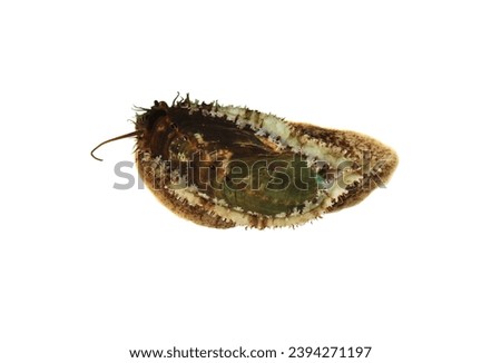 Abalone (ear shells, sea ears, muttonshells) on isolated white background. Halrotis asinine is a fairly large species of sea snail (marine gastropod molluscs), very delicious sea food. Royalty-Free Stock Photo #2394271197