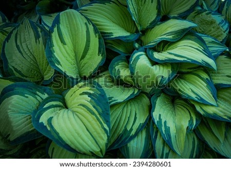 The background of Fresh green leaves of hosta plant in the garden Royalty-Free Stock Photo #2394280601