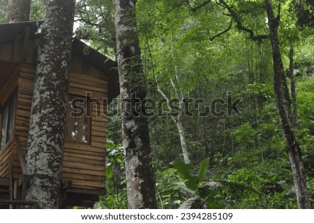 Tree house for children in pine forest, Malang, East Java - Indonesia