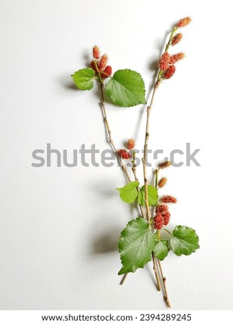 Mulberry on white background and art wallpaper pattern for postcards