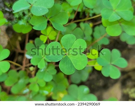 Green clover leaves are very fresh and green