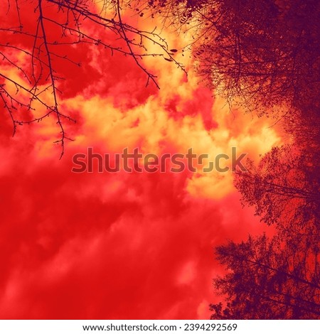 Colored nature, trees with branches, red sky with orange clouds, forest and heaven, autumn mystical landscape, color red photography