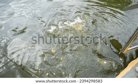 Schools of large fish swim around looking for food in a large pond. Some appeared on the surface of the water, causing the water to splash in some spots. There were a lot of yellow leaves and dry leav