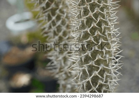 Various types of thorny cactus plants are in one of the plant shops _high resolution photos