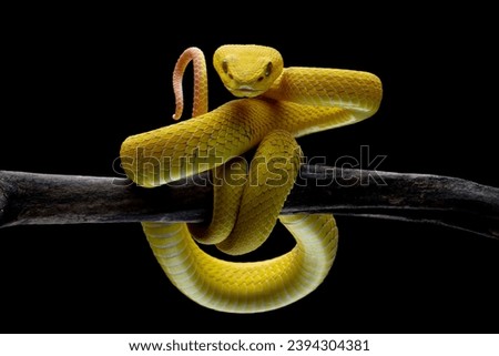 The Yellow White-lipped Pit Viper (Trimeresurus insularis) closeup on branch with black background, Yellow White-lipped Pit Viper closeup Royalty-Free Stock Photo #2394304381