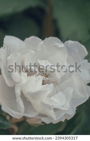 Flowers background. Beautiful neutral colors