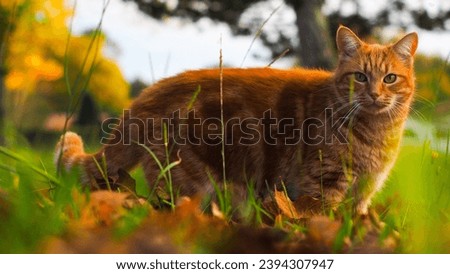Close view of Creespy, a cute ginger cat, playing in a autumnal scenery
