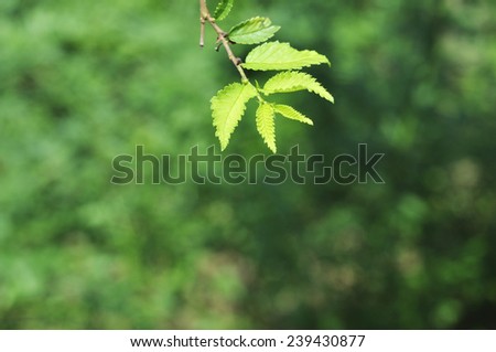 fresh and green leaves