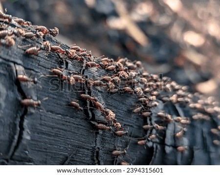 migration of the borneo forest ant colony. animal nature themes. selectives focus. forest ant, ground ant colony walking on a wooden wood.  animal activity.  