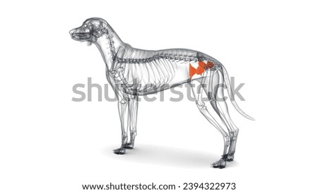3d rendering anatomy of dog tensor fasciae latae muscle 3d illustration