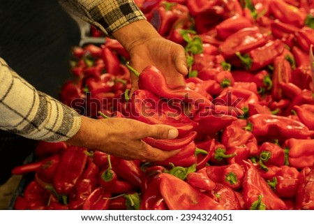 Red capia peppers on the market stall. Capia peppers in the seller's hand.
​