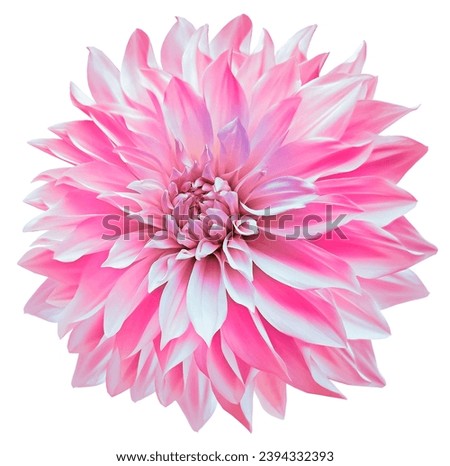 Pink  dahlia. Flower on a white isolated background with clipping path.  For design.  Closeup.  Nature.