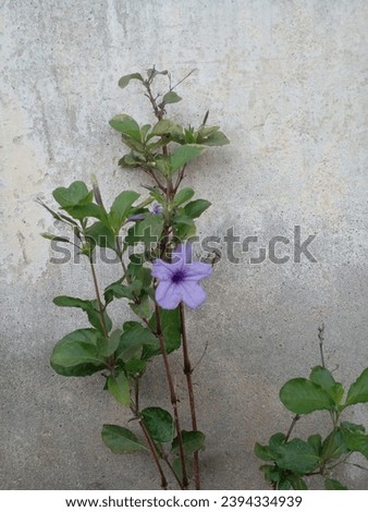 beautiful flower purple colored flowers that live wild