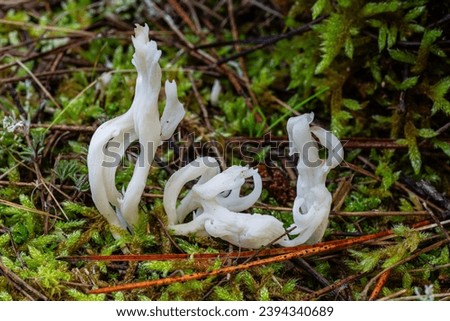 Clavulina rugosa. Wrinkled coral fungus between moss and pine needles. Royalty-Free Stock Photo #2394340689