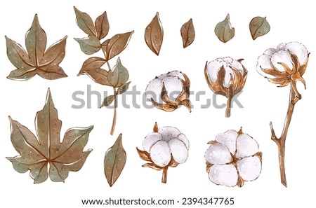 Set of Watercolor Cotton flowers and leaves. Hand drawn illustration isolated on white background. Botanical clip art for wedding invitation, greeting card, cosmetic packaging.