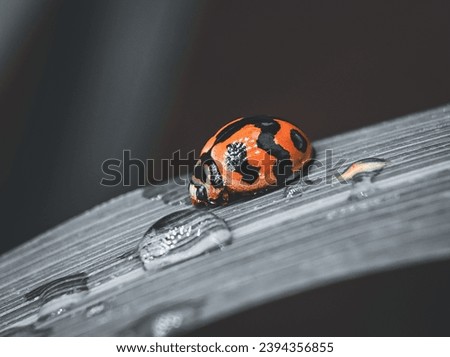 Close up of the red ladybug. Black and white picture.