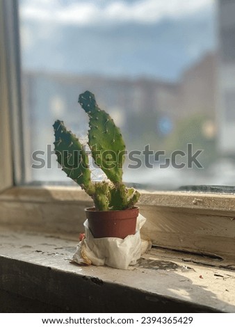 a cactus on the edge of the window