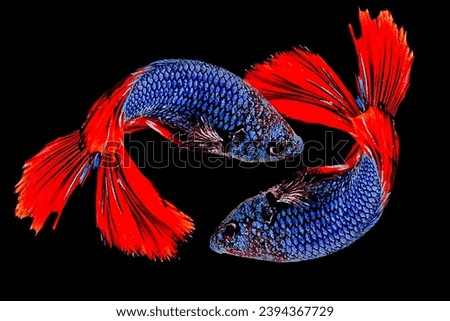 full shot of two betta fish in the aquarium
