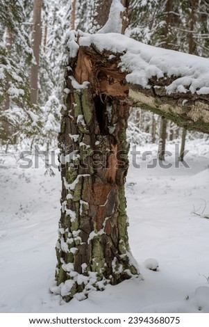Fallen tree and trunk in a snowy forest. Winter forest. Trees covered with snow in the Estonian countryside on a  cloudy winter day. Taevaskoja, Estonia. Royalty-Free Stock Photo #2394368075