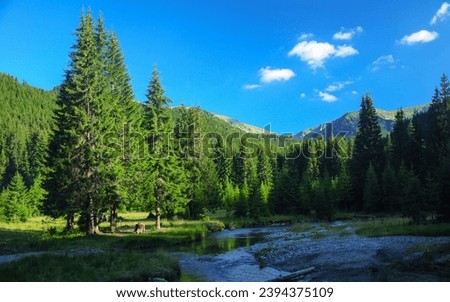 Lotru river flowing along an alpine meadow and coniferous forests at dusk. Parang mountains ridges can be seen in the background. Perfect camping place for any nature lover. Carpathia, Romania Royalty-Free Stock Photo #2394375109