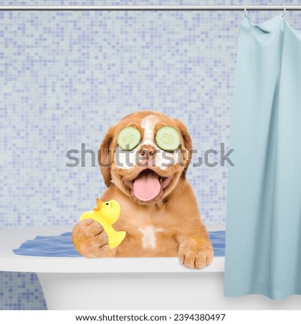 Happy Mastiff puppy with pieces of cucumber with cream on it face takes the bath at home and holds rubber duck