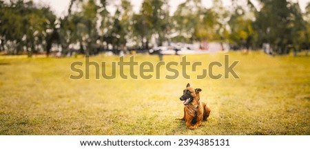 Panorama, Panoramic View Shot Scene Copy Space Malinois Dog Sit Outdoors In Grass. Well-raised And Trained Belgian Sheepdog Are Active, Intelligent, Friendly, Protective, Alert And Hard-working Royalty-Free Stock Photo #2394385131