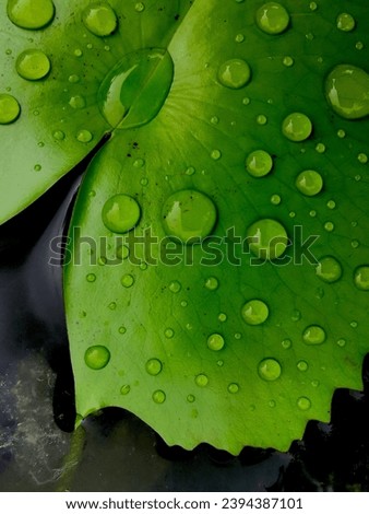 Lotus leaf , lotus effect refers to self-cleaning properties that are a result of ultrahydrophobicity as exhibited by the leaves of Nelumbo, the lotus flower.