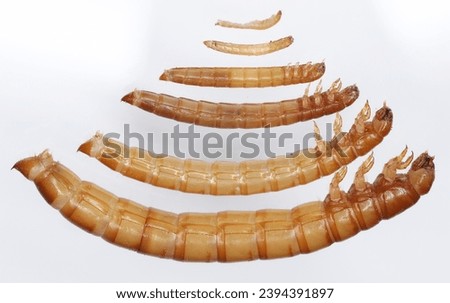 Yellow mealworm Tenebrio molitor beetle larva in their various stages of growth. Royalty-Free Stock Photo #2394391897