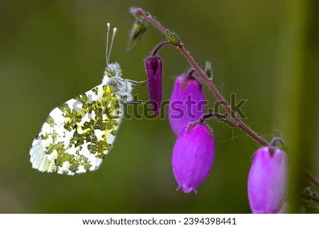 horizontal macro photograph of a butterfly perched with its wings closed on a lilac flowering plant. green background.
