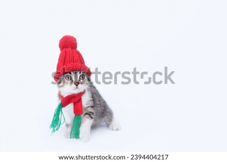Kitten in Santa Claus xmas red hat. Kitten with knitted red scarf and red hat. Happy New Year 2024. Greeting card. Copy space. Santa's helper. Christmas Cat card. Santa Cat. Holiday concept