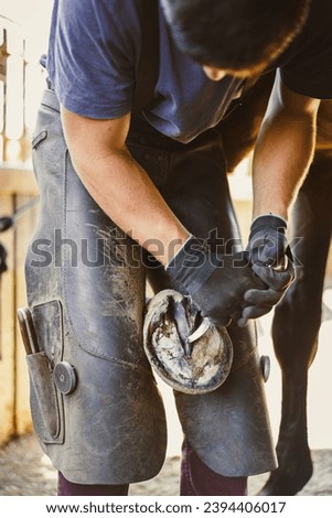 Horseshoeing preparation is in progress. The farrier is preparing the hoof. The farrier shortens the hoof wall and removes the excess hoof nails with the hoof knife. Royalty-Free Stock Photo #2394406017