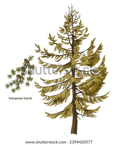 European larch tree and branch vector Royalty-Free Stock Photo #2394420577