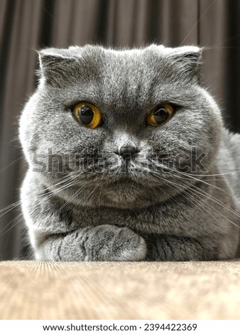 Scottish Fold cat. Cat portrait. Gray cat with yellow eyes. Cat. breed Scottish Fold.