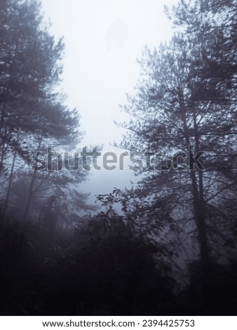 A picture showing the atmosphere of a foggu forest after rain. Giving such a mysterious but also calming feeling. 