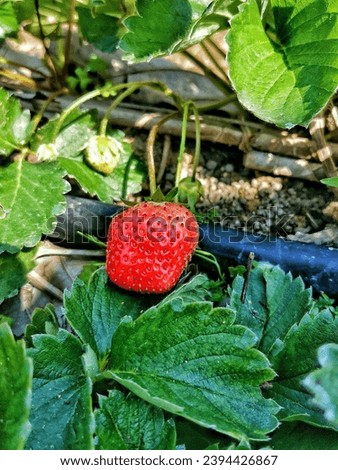 One red organic strawberry With a background image of lush green leaves.