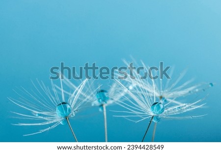 Nature in detail, dandelion flower seed close up with dewdrops on a blue background with copy space